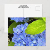 Blue Hydrangea Postcard Postkarte (Vorne/Hinten)