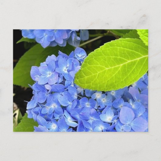 Blue Hydrangea Postcard Postkarte (Vorderseite)