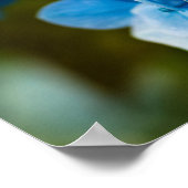 Blue Hydrangea Poster (Ecke)
