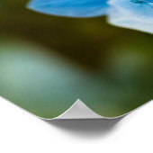 Blue Hydrangea Poster (Ecke)