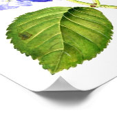 Blue Hydrangea Poster (Ecke)
