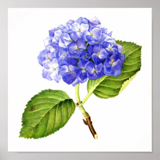 Blue Hydrangea Poster