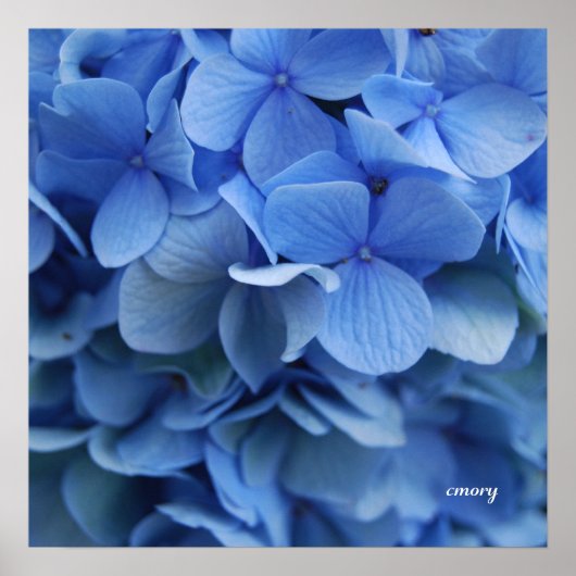 Blue Hydrangea Poster (Vorne)