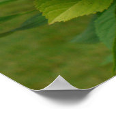 Blue Hydrangea Poster (Ecke)