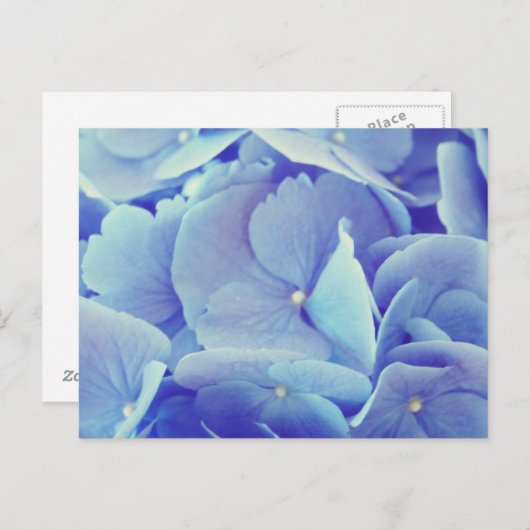 Blue Hydrangea Postkarte (Vorne/Hinten)