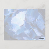 Blue Hydrangea - Postkarte (Rückseite)