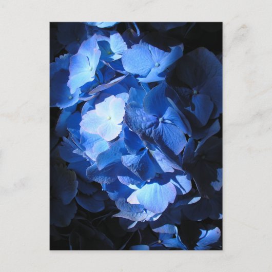 Blue Hydrangea - Postkarte (Vorderseite)
