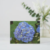 Blue-Hydrangea Postkarte (Stehend Vorderseite)