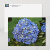 Blue-Hydrangea Postkarte (Vorne/Hinten)