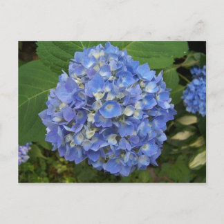 Blue-Hydrangea Postkarte