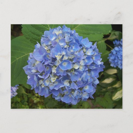 Blue-Hydrangea Postkarte (Vorderseite)