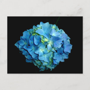 Blue Hydrangea Postkarte