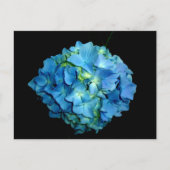 Blue Hydrangea Postkarte (Vorderseite)
