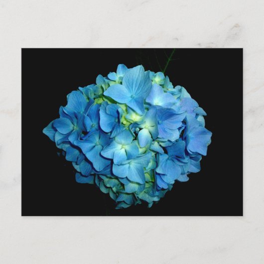 Blue Hydrangea Postkarte (Vorderseite)