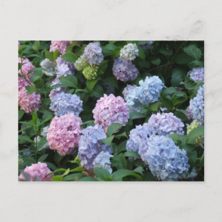 Blue Hydrangea Postkarte