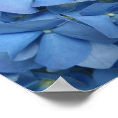Blue Hydrangea Print Poster (Ecke)