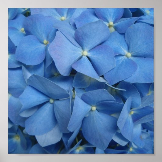 Blue Hydrangea Print Poster (Vorne)
