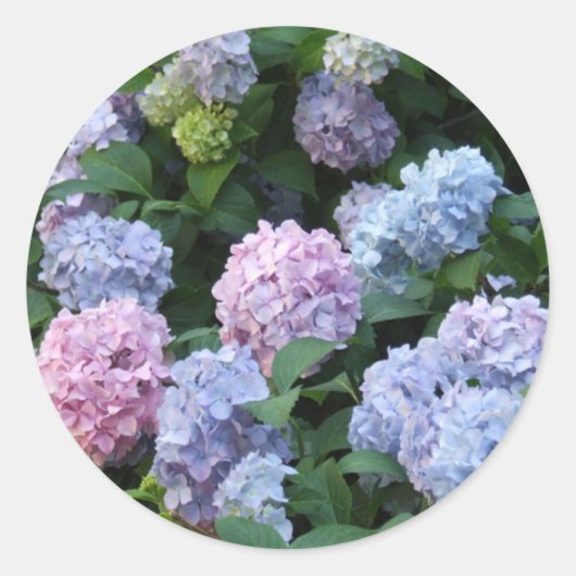 Blue Hydrangea Runder Aufkleber (Vorderseite)