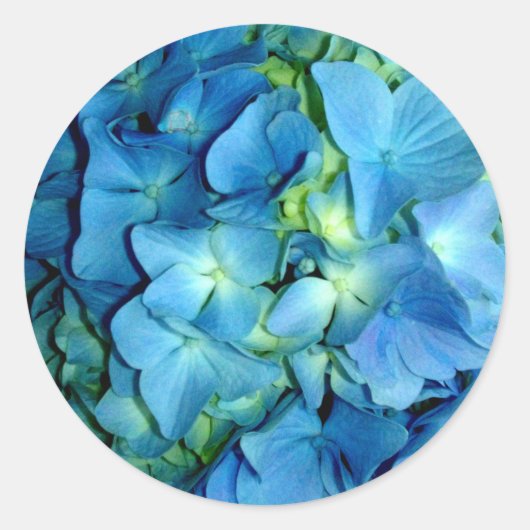 Blue Hydrangea Runder Aufkleber (Vorderseite)