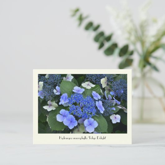 Blue Hydrangea Sammelbare Blume Postkarten (Stehend Vorderseite)