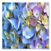 Blue Hydrangea Shrub Artistic Bossom Fotodruck (Vorne)