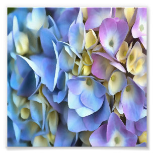 Blue Hydrangea Shrub Artistic Bossom Fotodruck