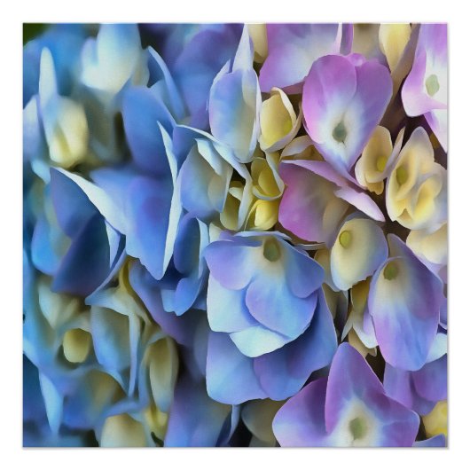 Blue Hydrangea Shrub Artistic Bossom Poster (Vorderseite)