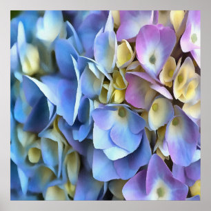 Blue Hydrangea Shrub Artistic Bossom Poster