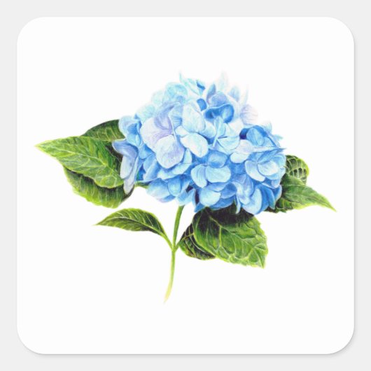 Blue Hydrangea Sticker (Vorderseite)
