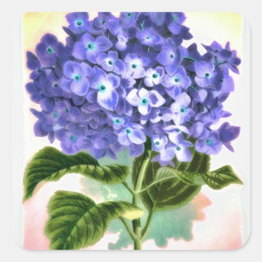 Blue Hydrangea Sticker (Vorderseite)