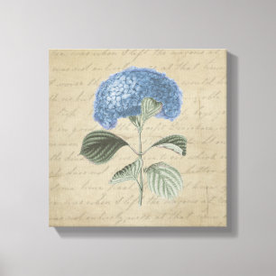 Blue Hydrangea über Vintage Kalligrafie Leinwanddruck