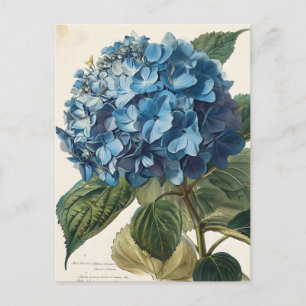Blue Hydrangea Vintag Postkarte