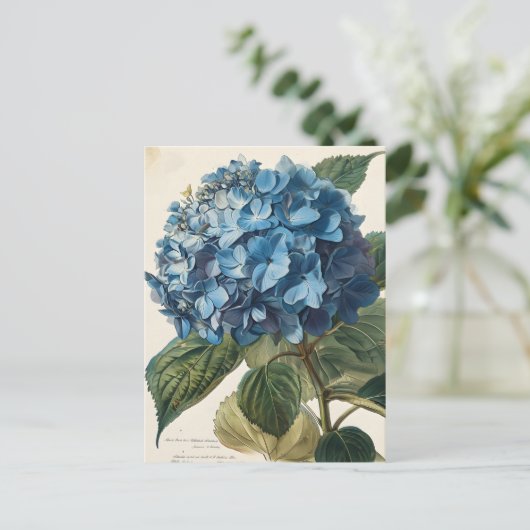 Blue Hydrangea Vintag Postkarte (Stehend Vorderseite)