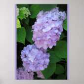 Blue Hydrangeas (Foto) Poster (Vorne)