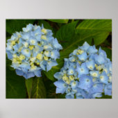 Blue Hydrangeas Poster (Vorne)