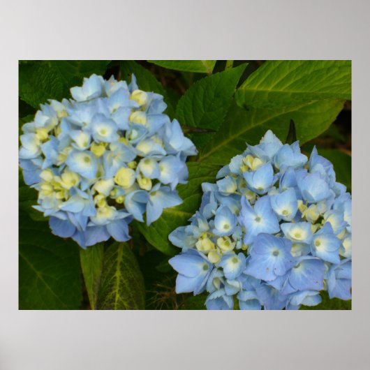 Blue Hydrangeas Poster (Vorne)