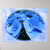 Blue Hydrangeas - Poster (Vorne)