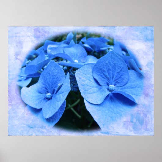 Blue Hydrangeas - Poster (Vorne)