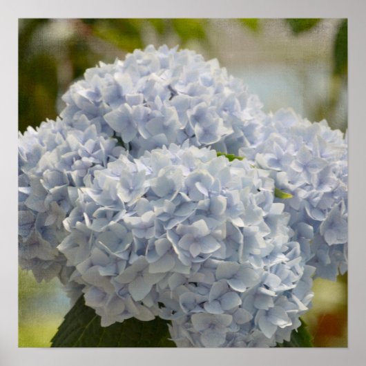 Blue Hydrangeas Poster (Vorne)