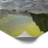 Blue Hydrangeas Poster (Ecke)