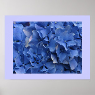 Blue Hydrangeas Print Poster