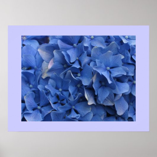 Blue Hydrangeas Print Poster (Vorne)