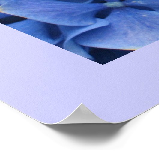 Blue Hydrangeas Print Poster (Ecke)