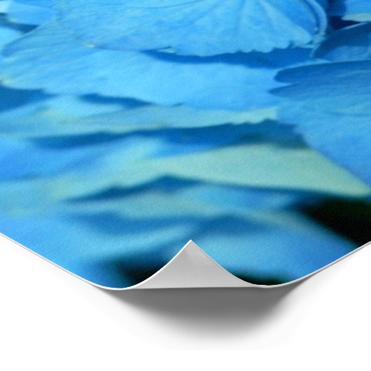 Blue Hydrengea Poster (Ecke)
