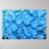 Blue Hydrengea Poster (Vorne)