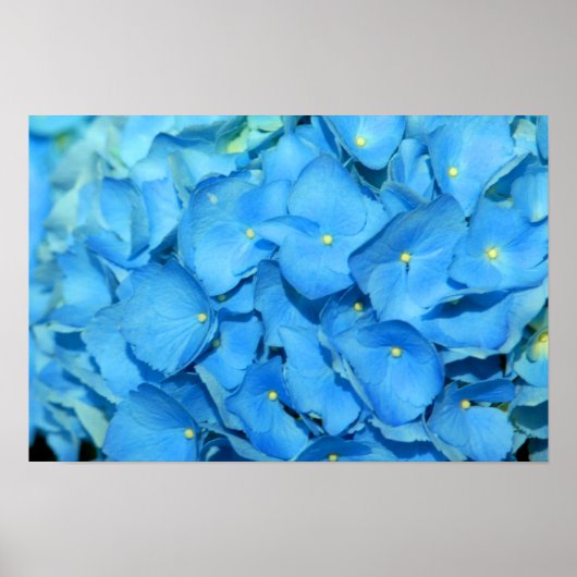 Blue Hydrengea Poster (Vorne)