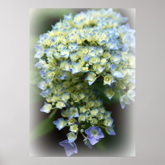 Blue Hydrengea Poster (Vorne)