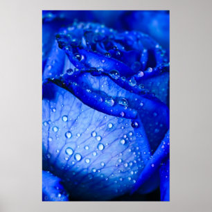 Blue Ice Rose Poster