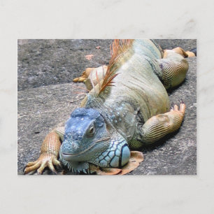 Blue Iguana Postkarte