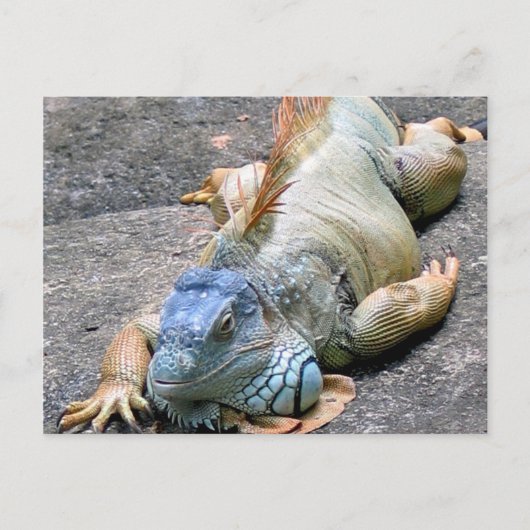 Blue Iguana Postkarte (Vorderseite)